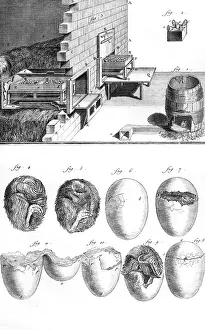 Hatching: CHICK IN EGG / 18TH C