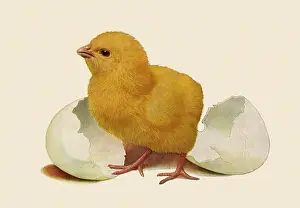 Halves: Chick and Egg Shell