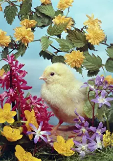 Buttercup: Chick and Flowers