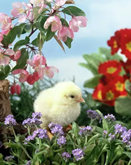 Daglish: Chick with Flowers and Blossom