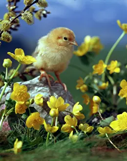 Buttercup: Chick with Kingcups and Pussy Willow