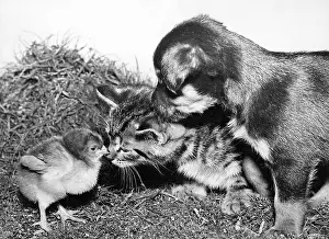 Chicks: Chick, Kitten and Pup