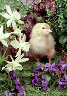 Daglish: Chick, Narcissi and Violets