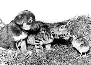 Chicks: Chick, Pup and Kitten