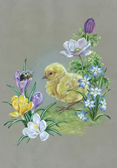 Crocus: Chick with with bee in a crocus