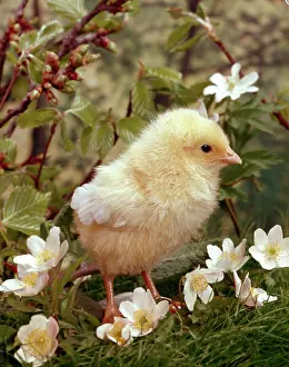 Daglish: Chick with Wood Anemones