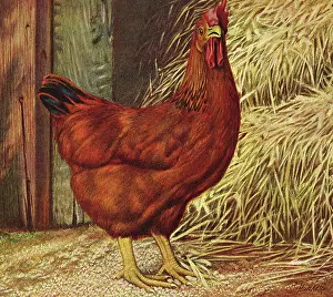 Hens: Chicken in Barn