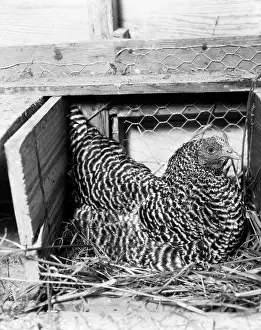 Bins: Chicken Coop