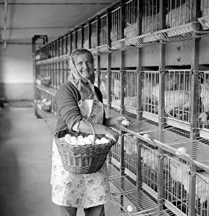 Finda: Chicken - eggs - collection