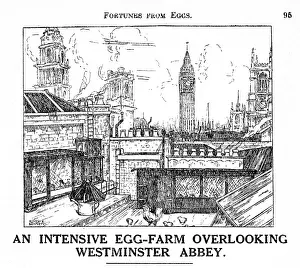 Hens: Chicken farm, central London