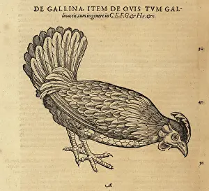 Xylograph: Chicken or hen, Gallus domestica