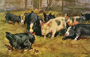 Intruders: Chicken & pigs