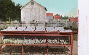 Sonoma: Chicken ranch, Petaluma, Sonoma County, California, USA