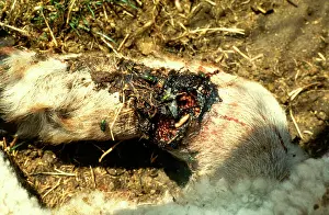 Infestation: Chicken with screwworm infestation
