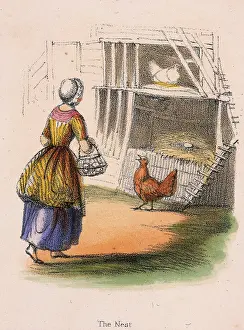 Poultry: Chickens. Collecting eggs from nest. From Graphic