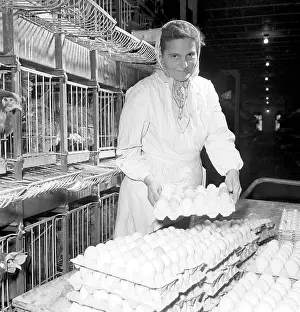 Mucha: Chickens - hens - eggs
