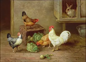 Hutch: Chickens, Vegetables and rabbit in a hutch