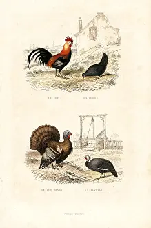 Pourrat: Chickens, wild turkey and guineafowl