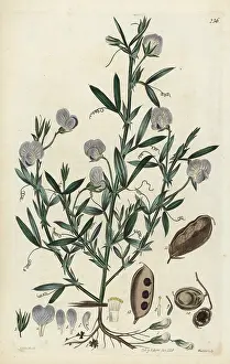 Lathyrus: Chickling pea, subterranean lathyrus or earth-pea