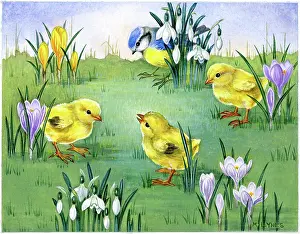 Crocuses: Chicks and blue tit with crocuses and snowdrops