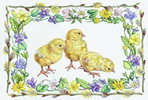Pussy: Chicks in border of pussy willow, primroses etc