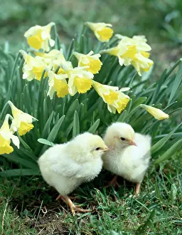 Daglish: Two Chicks and Daffodils