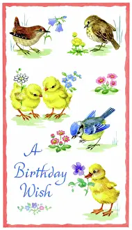 Lynes: Chicks, duckling, wren, thrush and blue tit