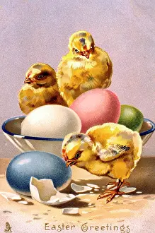 Chicks: Chicks and eggs on an Easter card