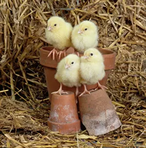 Flowerpot: Four Chicks on Flowerpots