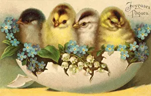 Decked: Chicks and Flowers