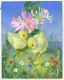 Nots: Two chicks with fruit and flowers