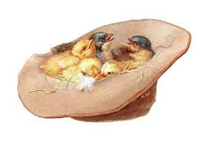 Huddling: Chicks inside a hat-shaped greetings card
