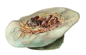 Huddling: Chicks inside a hat-shaped greetings card