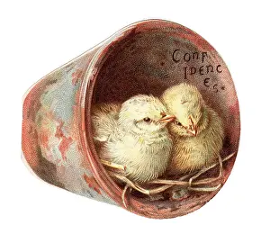 Huddling: Two chicks in a plantpot on a cutout greetings card