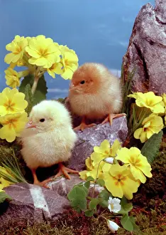 Daglish: Chicks and Polyanthus