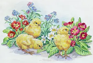 Nots: Chicks with Polyanthus and Forget-me-nots
