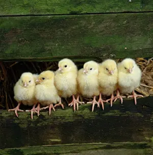 Janes: Six Chicks in a Row