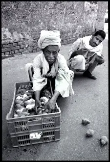 Chicks: Chicks in street, Cairo, Egypt