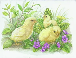 Bovey: Chicks and Violets