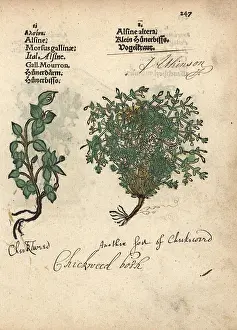 Lonicer: Chickweed varieties, Stellaria media