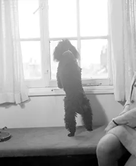 Chico: Chico (Dog)