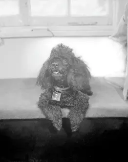 Chico: Chico (Dog)