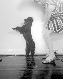 Chico: Chico (Dog)