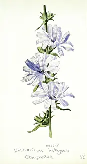 Chicory: Chicorium intybus, chicory