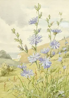 Chicory: Chicory in coastal landscape setting