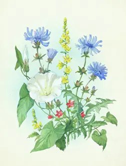 Convolvulus: Chicory, convolvulus, etc