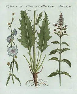 Chicory: Chicory and peppermint