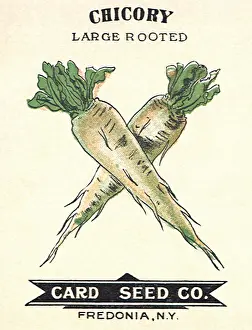 Chicory: Chicory Seed Packet