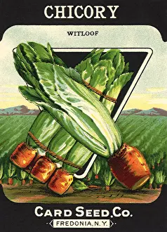 Chicory: Chicory Seed Packet