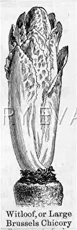 Chicory: CHICORY/VEGETABLE GARDEN